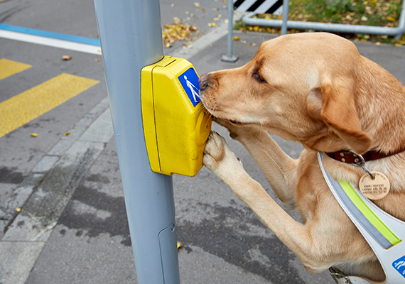 Beratung_Blindenfuehrhund